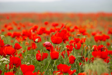 red poppies. blooming spring flowers. poppy fieldの写真素材