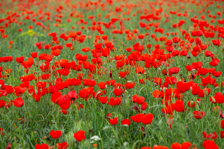 red poppies. blooming spring flowers. poppy fieldの写真素材