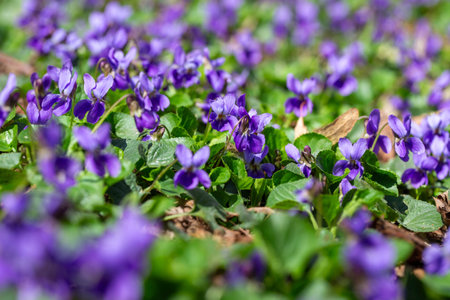Spring flowers. Violet violets flowers bloom in the spring forest. Viola odorataの写真素材