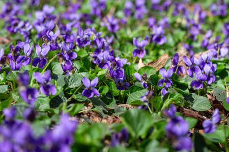 Spring flowers. Violet violets flowers bloom in the spring forest. Viola odorataの写真素材
