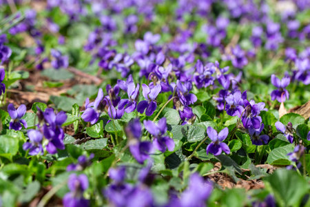 Spring flowers. Violet violets flowers bloom in the spring forest. Viola odorataの写真素材