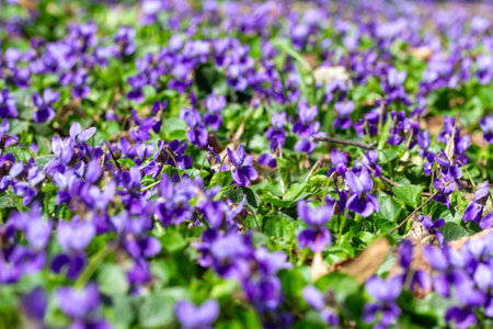 Spring flowers. Violet violets flowers bloom in the spring forest. Viola odorataの写真素材