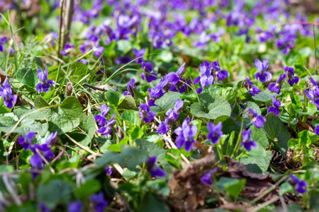 Spring flowers. Violet violets flowers bloom in the spring forest. Viola odorataの写真素材