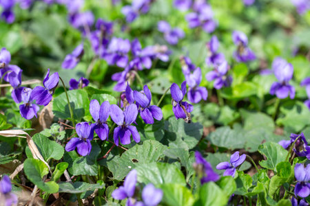 Spring flowers. Violet violets flowers bloom in the spring forest. Viola odorataの写真素材