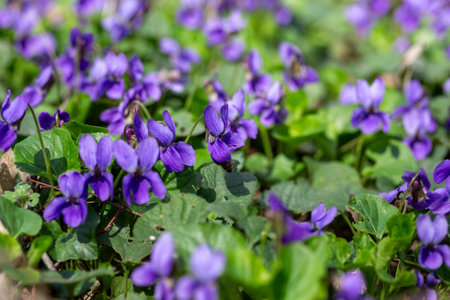 Spring flowers. Violet violets flowers bloom in the spring forest. Viola odorataの写真素材