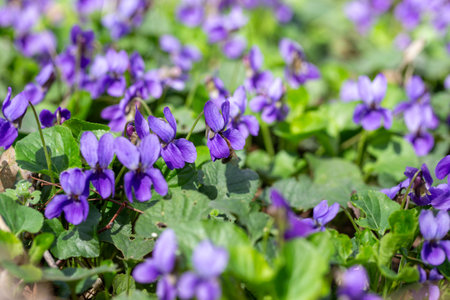 Spring flowers. Violet violets flowers bloom in the spring forest. Viola odorataの写真素材