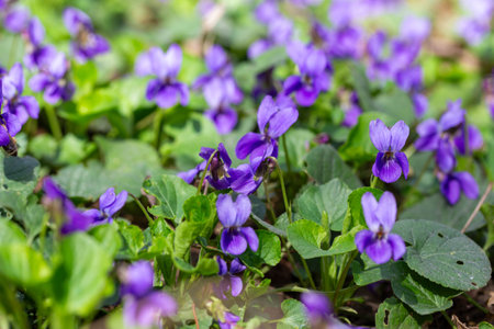 Spring flowers. Violet violets flowers bloom in the spring forest. Viola odorataの写真素材