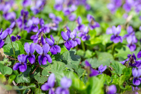Spring flowers. Violet violets flowers bloom in the spring forest. Viola odorataの写真素材
