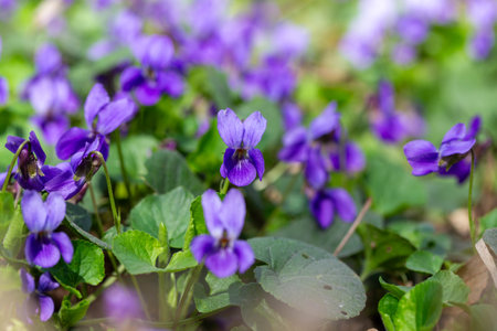 Spring flowers. Violet violets flowers bloom in the spring forest. Viola odorataの写真素材