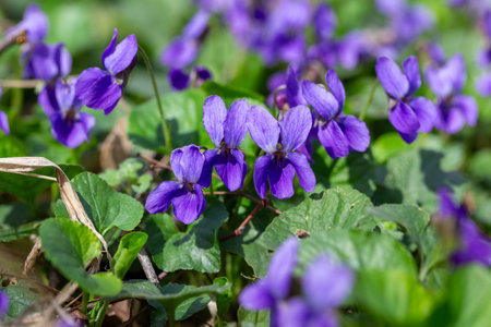 Spring flowers. Violet violets flowers bloom in the spring forest. Viola odorataの写真素材
