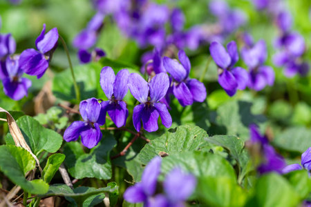 Spring flowers. Violet violets flowers bloom in the spring forest. Viola odorataの写真素材