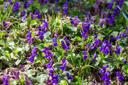 Spring flowers. Violet violets flowers bloom in the spring forest. Viola odorataの写真素材