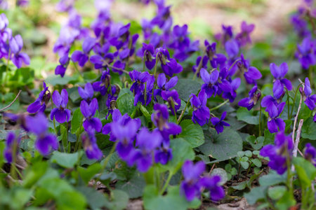 Spring flowers. Violet violets flowers bloom in the spring forest. Viola odorataの写真素材