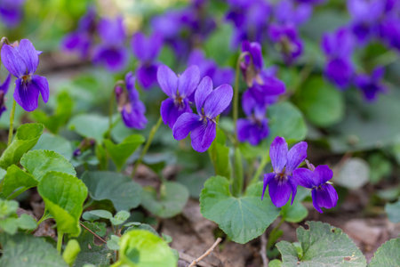 Spring flowers. Violet violets flowers bloom in the spring forest. Viola odorataの写真素材