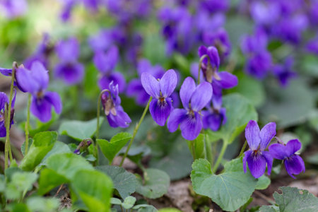 Spring flowers. Violet violets flowers bloom in the spring forest. Viola odorataの写真素材