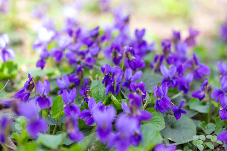 Spring flowers. Violet violets flowers bloom in the spring forest. Viola odorataの写真素材