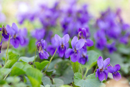 Spring flowers. Violet violets flowers bloom in the spring forest. Viola odorataの写真素材