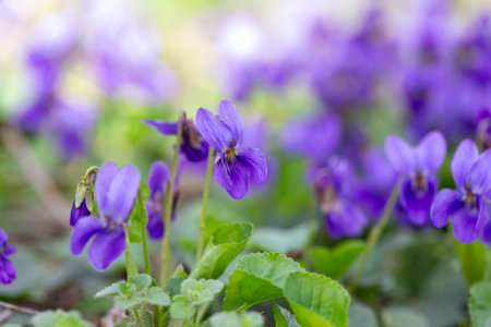Spring flowers. Violet violets flowers bloom in the spring forest. Viola odorataの写真素材