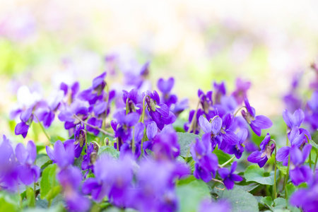 Spring flowers. Violet violets flowers bloom in the spring forest. Viola odorataの写真素材