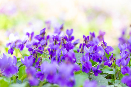 Spring flowers. Violet violets flowers bloom in the spring forest. Viola odorataの写真素材
