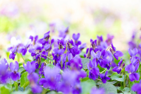 Spring flowers. Violet violets flowers bloom in the spring forest. Viola odorataの写真素材