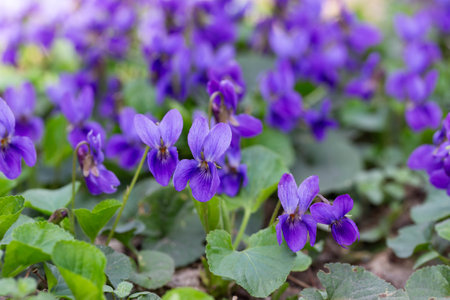 Spring flowers. Violet violets flowers bloom in the spring forest. Viola odorataの写真素材