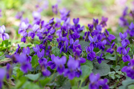 Spring flowers. Violet violets flowers bloom in the spring forest. Viola odorataの写真素材
