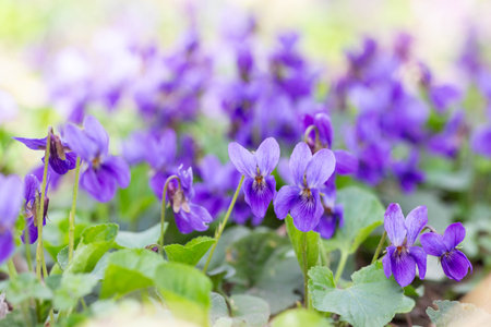 Spring flowers. Violet violets flowers bloom in the spring forest. Viola odorataの写真素材
