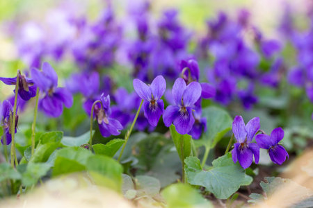 Spring flowers. Violet violets flowers bloom in the spring forest. Viola odorataの写真素材