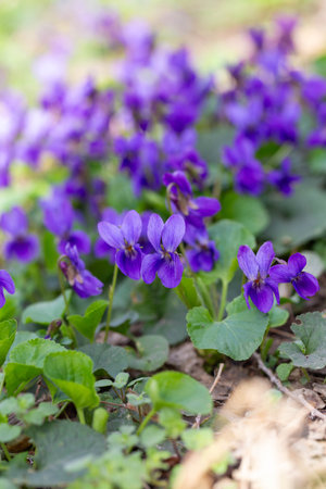 Spring flowers. Violet violets flowers bloom in the spring forest. Viola odorataの写真素材