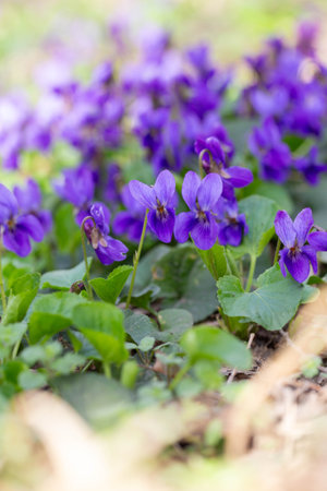 Spring flowers. Violet violets flowers bloom in the spring forest. Viola odorataの写真素材