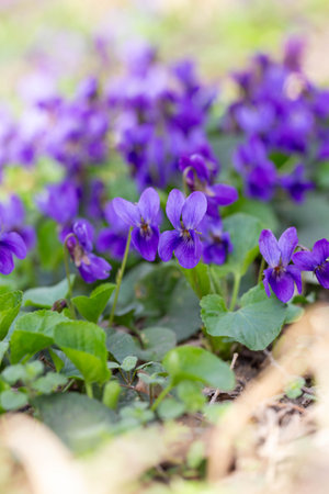 Spring flowers. Violet violets flowers bloom in the spring forest. Viola odorataの写真素材