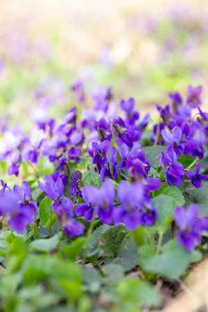 Spring flowers. Violet violets flowers bloom in the spring forest. Viola odorataの写真素材