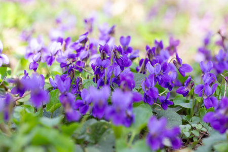 Spring flowers. Violet violets flowers bloom in the spring forest. Viola odorataの写真素材