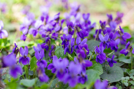 Spring flowers. Violet violets flowers bloom in the spring forest. Viola odorataの写真素材