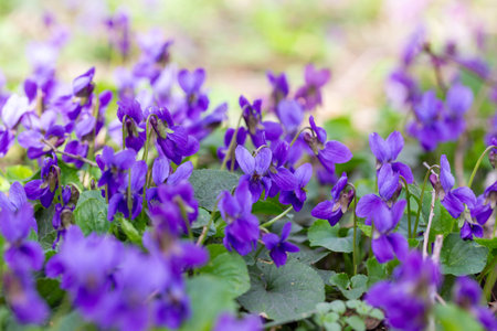 Spring flowers. Violet violets flowers bloom in the spring forest. Viola odorataの写真素材
