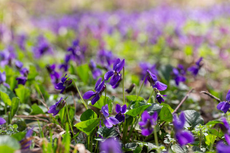 Spring flowers. Violet violets flowers bloom in the spring forest. Viola odorataの写真素材