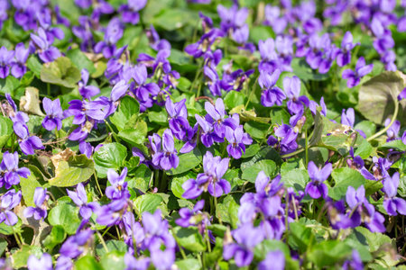 Spring flowers. Violet violets flowers bloom in the spring forest. Viola odorataの写真素材