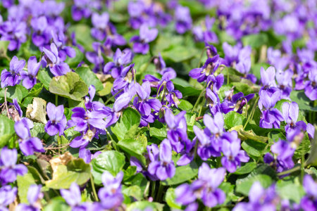 Spring flowers. Violet violets flowers bloom in the spring forest. Viola odorataの写真素材