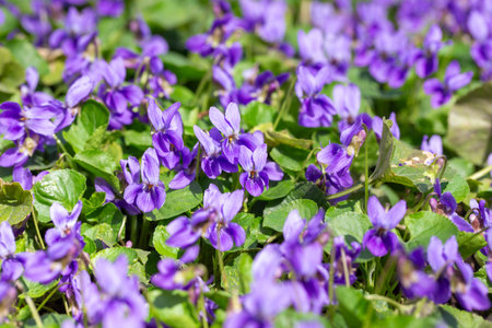 Spring flowers. Violet violets flowers bloom in the spring forest. Viola odorataの写真素材