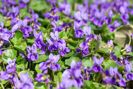Spring flowers. Violet violets flowers bloom in the spring forest. Viola odorataの写真素材