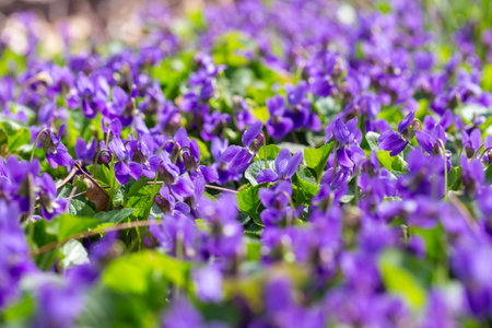 Spring flowers. Violet violets flowers bloom in the spring forest. Viola odorataの写真素材