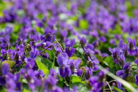 Spring flowers. Violet violets flowers bloom in the spring forest. Viola odorataの写真素材