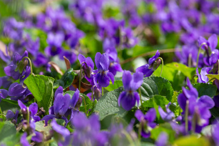 Spring flowers. Violet violets flowers bloom in the spring forest. Viola odorataの写真素材