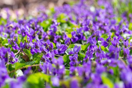 Spring flowers. Violet violets flowers bloom in the spring forest. Viola odorataの写真素材