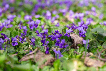 Spring flowers. Violet violets flowers bloom in the spring forest. Viola odorataの写真素材