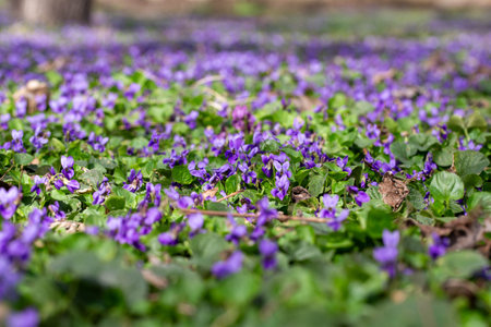 Spring flowers. Violet violets flowers bloom in the spring forest. Viola odorataの写真素材