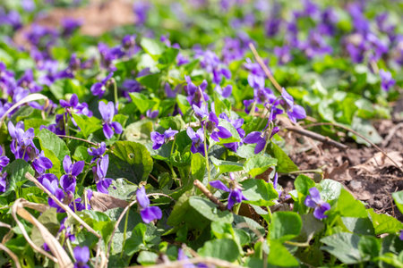 Spring flowers. Violet violets flowers bloom in the spring forest. Viola odorataの写真素材