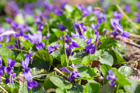 Spring flowers. Violet violets flowers bloom in the spring forest. Viola odorataの写真素材