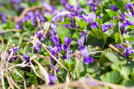 Spring flowers. Violet violets flowers bloom in the spring forest. Viola odorataの写真素材